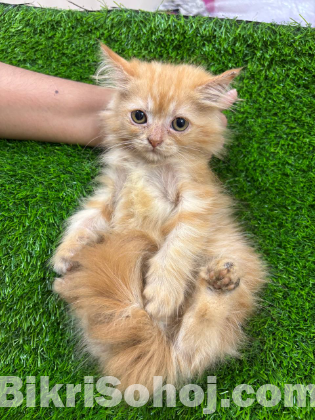 Persian Kittens for Sale – Male & Female